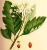 Sorbus intermedia